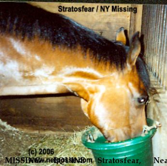 MISSING EQUINE Stratosfear, Near Brookville, NY, 11545